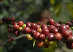 Die Sidama Coffee Farmers Cooperative Union (SCFCU