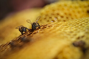 Honigbienen auf einer Honigwabe. Foto: © Sean Hawkey