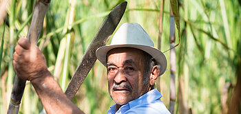 José Heredia stellt sicher, das sein Zuckerrohr nicht zu früh oder zu spät geschnitten wird.