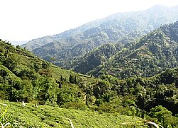 Die Plantage Tea Promoters India Pvt. Ltd. in Indien