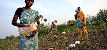 Baumwollpflückerin beim Pflücken von Fairtrade-Baumwolle in Indien