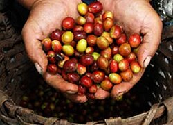 Die Kaffee-Kooperative GRAPOS in Mexiko