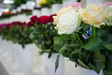 In weißen Eimern stehen Rosen zum Verkauf. Eine der Rosen trägt ein Fairtrade-Siegel.