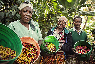 Kaffeebäuerinnen aus Tansania
