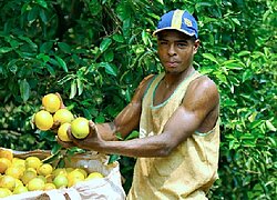 Die Orangen-Kooperative Coagrosol in Brasilien